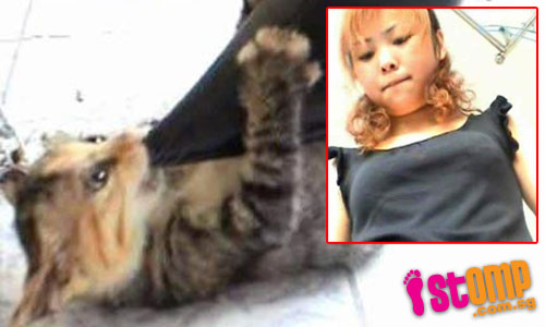 China Woman Stomps On Kitten With Her High Heels Cryofthebeast